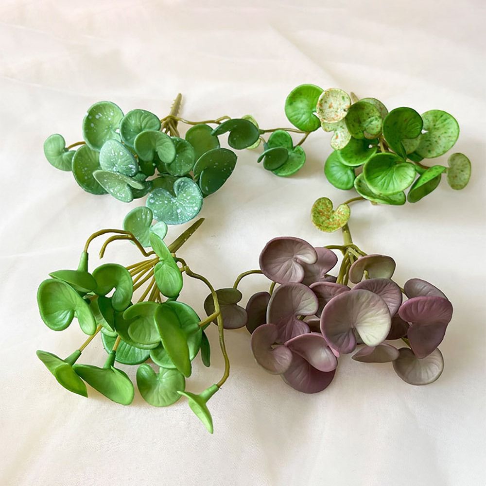 Plantes succulentes oligvertes - Home Office Layout avis et prix