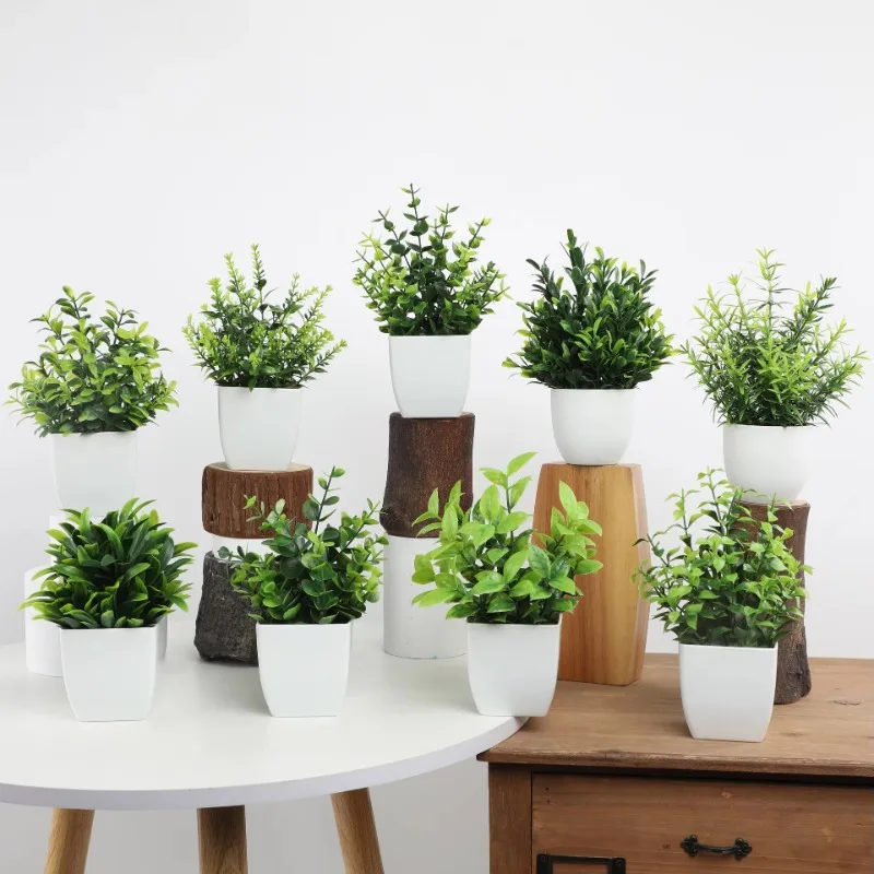 Mini plantes d'eucalyptus arti - Home Office Layout avis et prix